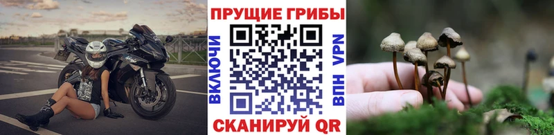 Галлюциногенные грибы прущие грибы  Купить  Курган 